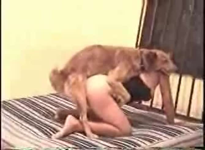 Video :Big ass babe got fucked in doggystyle position in dog porno
